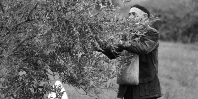 Olive picking at Tona's House